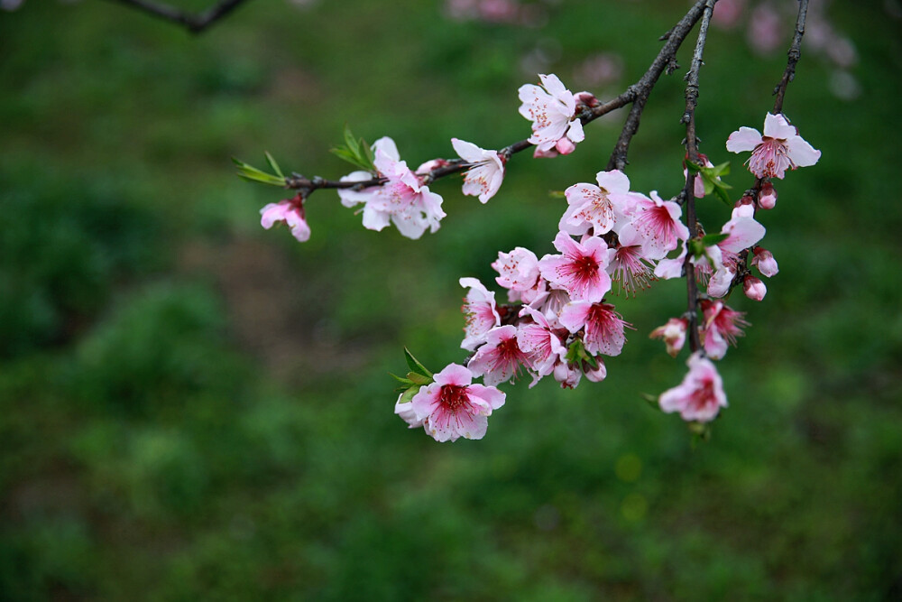 桃花