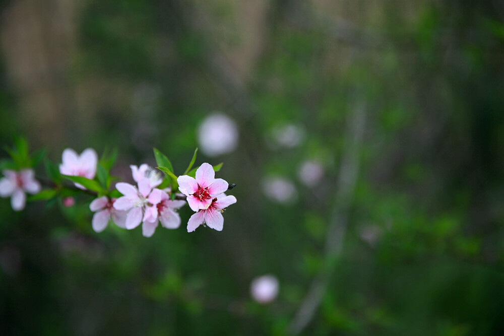 桃花