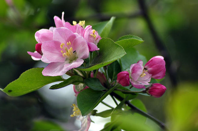 苹果花