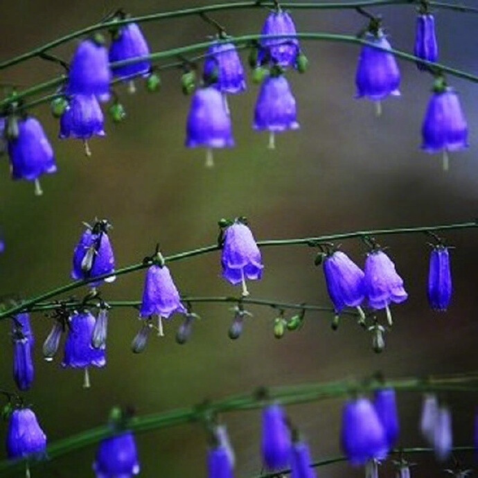 蓝铃花---蓝铃花的外形容易让人联想到房子玄关处所挂的铃铛。由于每当有人来访时，一推门进来铃铛就会响，因此它的花语就是－访问。” ​