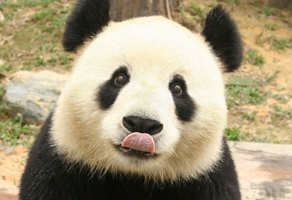 panda