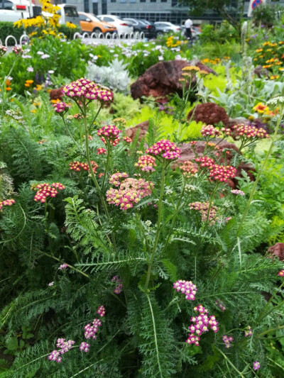 798植物餐厅20180712