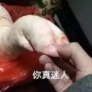 猪头像 表情包