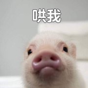 猪头像 表情包
