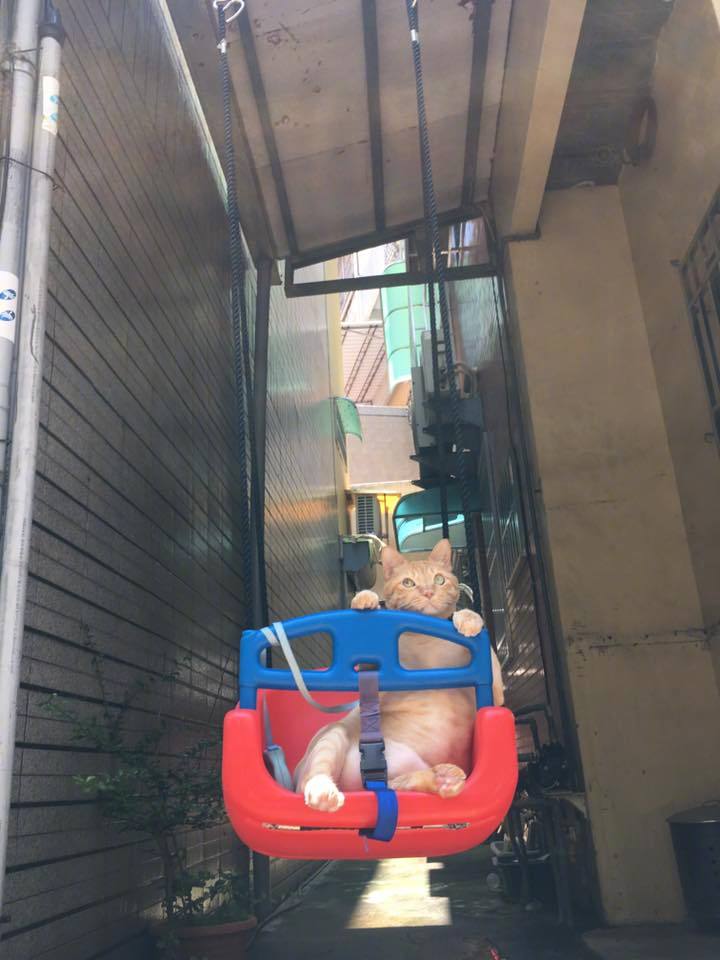 奶奶怕家里的橘猫无聊，于是亲生做了一个秋千给它玩.....by/FB/Amber Tai ​​​​