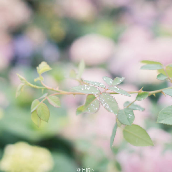 雨后海蒂的花园/无尽夏绣花球
摄影｜@七屿`