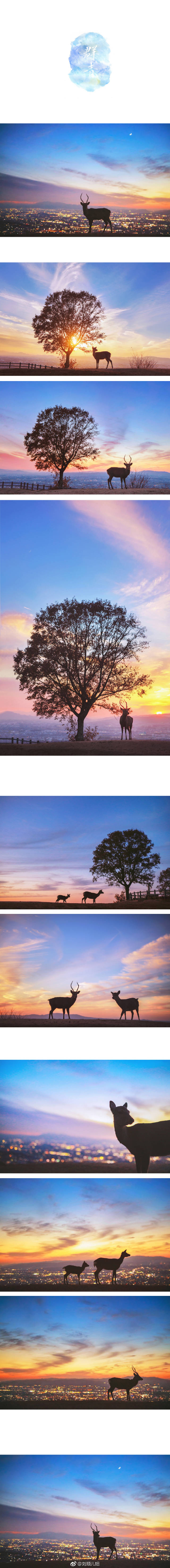 薄樱，深绯，若草色；群青，栌染，梅幸茶。
奈良鹿の色谱。
前前后后去了奈良十次，喜欢和小鹿一呆一整天，记录下它们不同光影不同季节不同色彩里的样子。花两年时间做一件小事，以日本传统和色之名，把我拍过的小鹿做成色谱，送给你。
cr：@刘顺儿妞