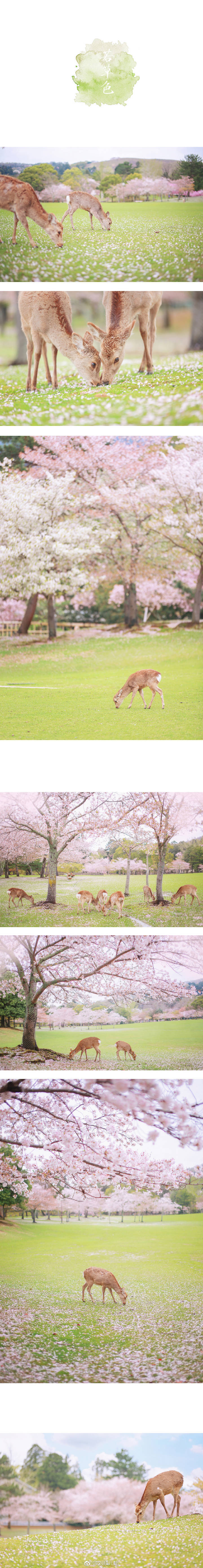 薄樱，深绯，若草色；群青，栌染，梅幸茶。
奈良鹿の色谱。
前前后后去了奈良十次，喜欢和小鹿一呆一整天，记录下它们不同光影不同季节不同色彩里的样子。花两年时间做一件小事，以日本传统和色之名，把我拍过的小鹿做成色谱，送给你。
cr：@刘顺儿妞