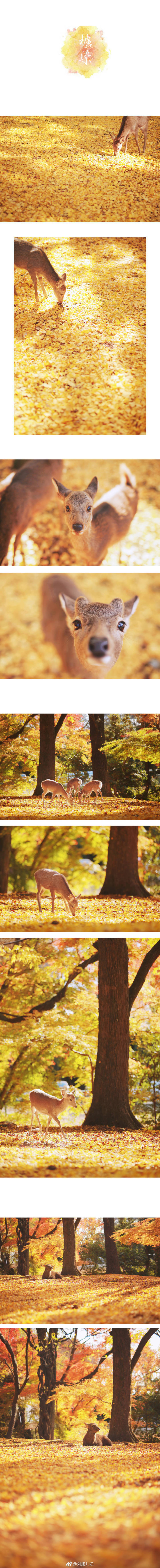 薄樱，深绯，若草色；群青，栌染，梅幸茶。
奈良鹿の色谱。
前前后后去了奈良十次，喜欢和小鹿一呆一整天，记录下它们不同光影不同季节不同色彩里的样子。花两年时间做一件小事，以日本传统和色之名，把我拍过的小鹿做成色谱，送给你。
cr：@刘顺儿妞