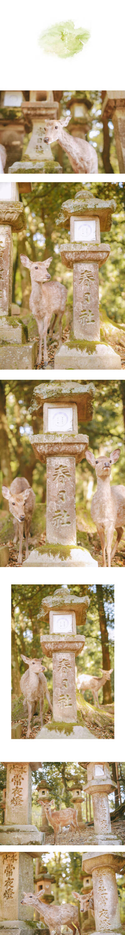 薄樱，深绯，若草色；群青，栌染，梅幸茶。
奈良鹿の色谱。
前前后后去了奈良十次，喜欢和小鹿一呆一整天，记录下它们不同光影不同季节不同色彩里的样子。花两年时间做一件小事，以日本传统和色之名，把我拍过的小…