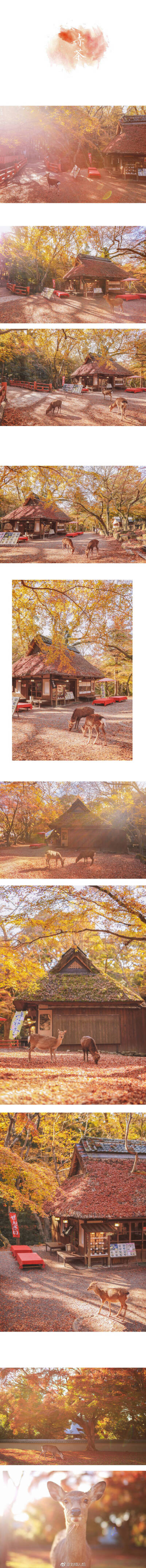 薄樱，深绯，若草色；群青，栌染，梅幸茶。
奈良鹿の色谱。
前前后后去了奈良十次，喜欢和小鹿一呆一整天，记录下它们不同光影不同季节不同色彩里的样子。花两年时间做一件小事，以日本传统和色之名，把我拍过的小…