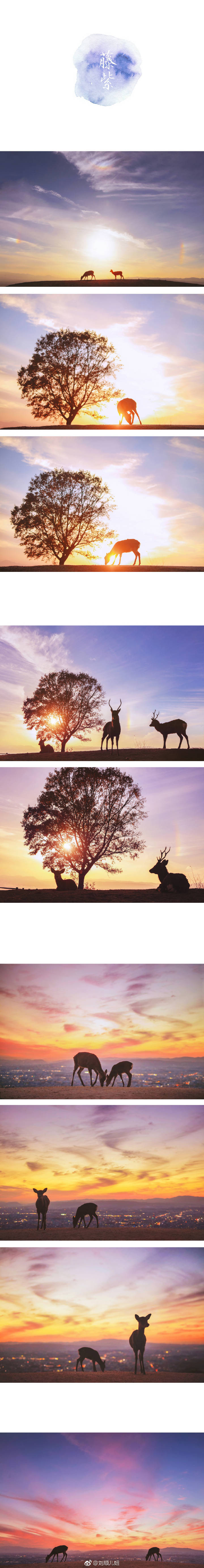 薄樱，深绯，若草色；群青，栌染，梅幸茶。
奈良鹿の色谱。
前前后后去了奈良十次，喜欢和小鹿一呆一整天，记录下它们不同光影不同季节不同色彩里的样子。花两年时间做一件小事，以日本传统和色之名，把我拍过的小鹿做成色谱，送给你。
cr：@刘顺儿妞
