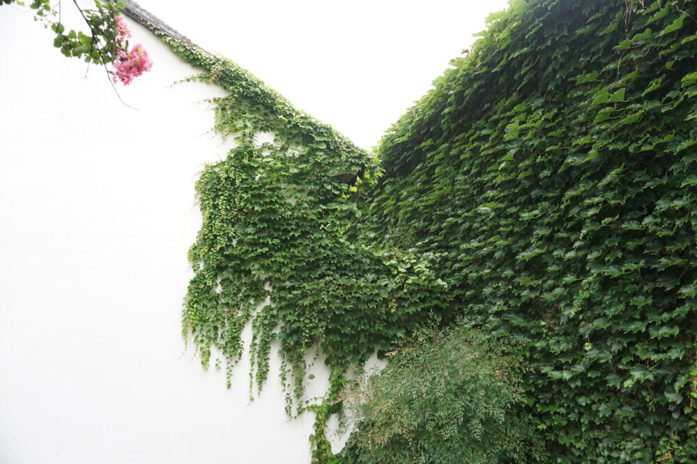 苏园，远行有雨️，故园情深旧物，草木绿彩家族