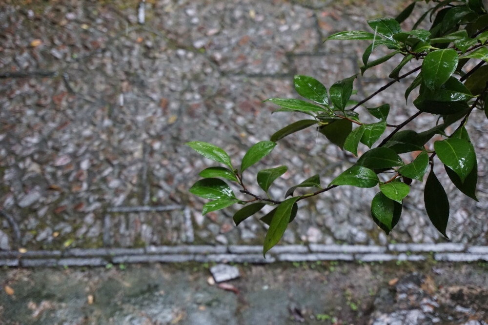 苏园，远行有雨️，故园情深旧物，草木绿彩家族