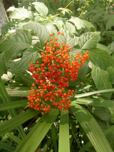 接骨木-接骨接水笙，锦葵锦生花