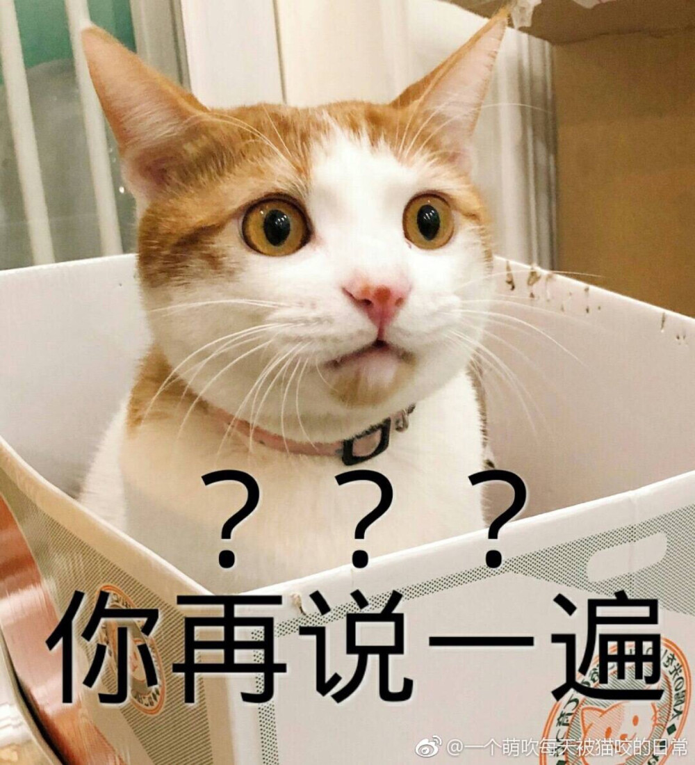 猫表情包 你再说一遍