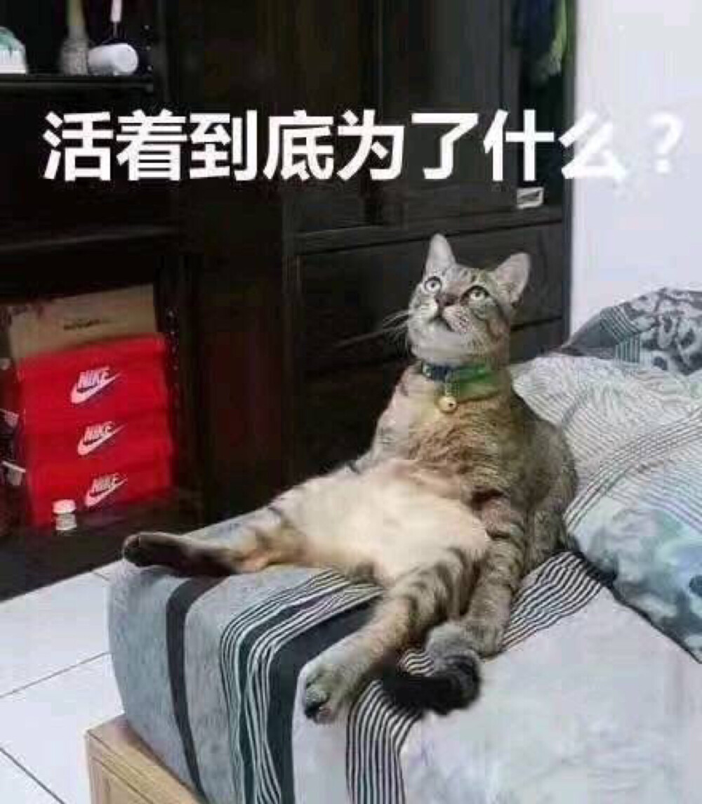 表情包