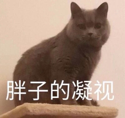 猫 狗 表情包 可爱