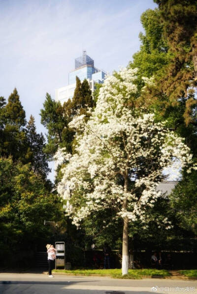 【大哉一诚天下动】南京大学の花花ヾ(●´∇｀●)ﾉ哇～