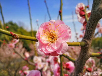 【大哉一诚天下动】南京大学の花花ヾ(●´∇｀●)ﾉ哇～