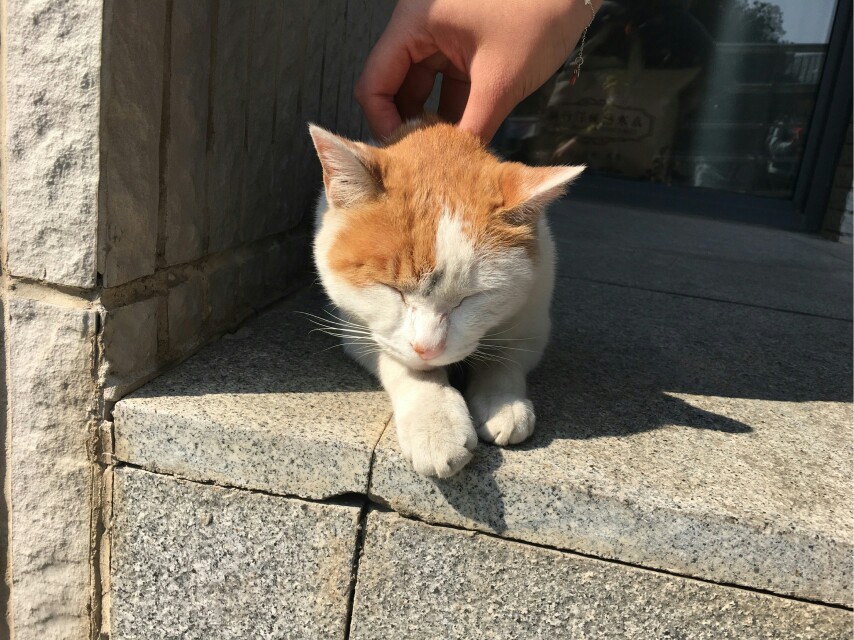 【大哉一诚天下动】南京大学的猫(´,,•∀•,,`)分享一波南猫咪的日常(´,,•∀•,,`)