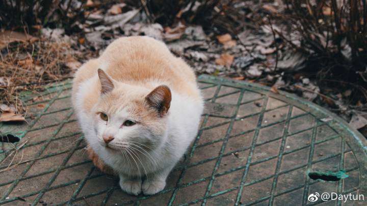 【大哉一诚天下动】南京大学的猫(´,,•∀•,,`)分享一波南猫咪的日常(´,,•∀•,,`)