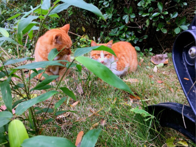 【大哉一诚天下动】南京大学的猫(´,,•∀•,,`)分享一波南猫咪的日常(´,,•∀•,,`)