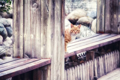 【大哉一诚天下动】南京大学的猫(´,,•∀•,,`)分享一波南猫咪的日常(´,,•∀•,,`)