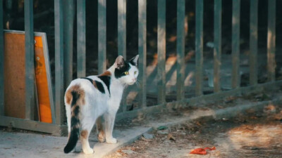 【大哉一诚天下动】南京大学的猫(´,,•∀•,,`)分享一波南猫咪的日常(´,,•∀•,,`)