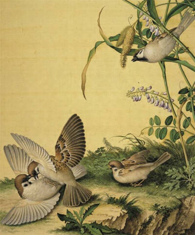 《仙萼长春图册》 ​​​​郎世宁