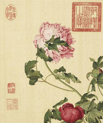 《仙萼长春图册》 ​​​​郎世宁