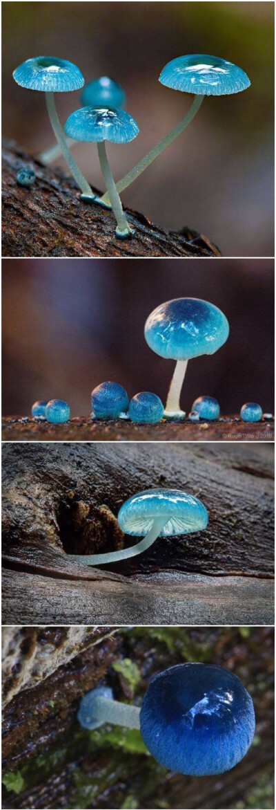 蓝蘑菇