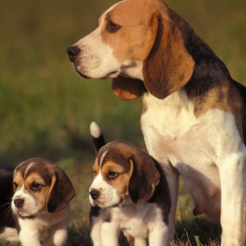 米格鲁/比格 可爱/萌 小狗 beagle