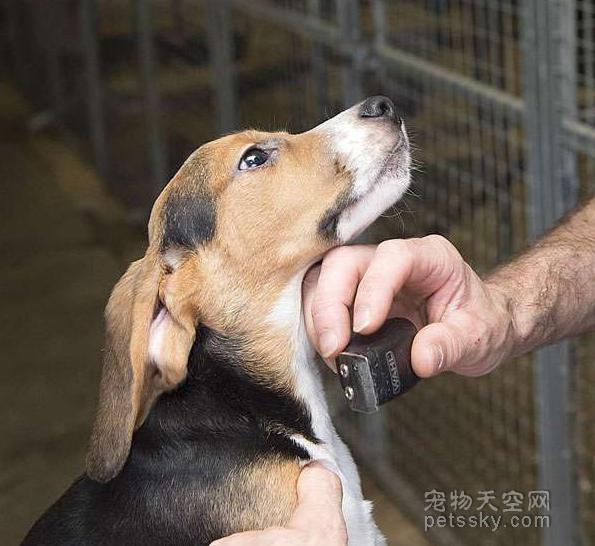 米格鲁/比格 可爱/萌 小狗 beagle