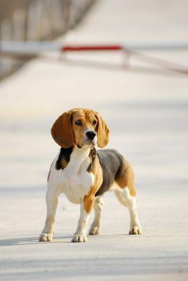 米格鲁/比格 可爱/萌 小狗 beagle