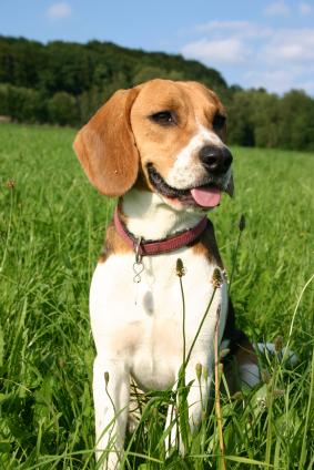 米格鲁/比格 可爱/萌 小狗 beagle