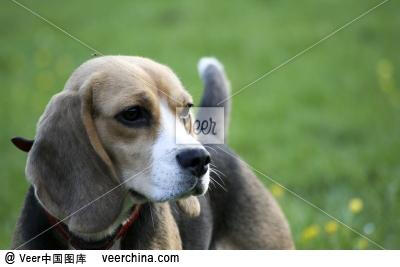 米格鲁/比格 可爱/萌 小狗 beagle