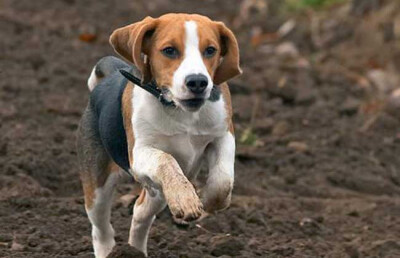 米格鲁/比格 可爱/萌 小狗 beagle