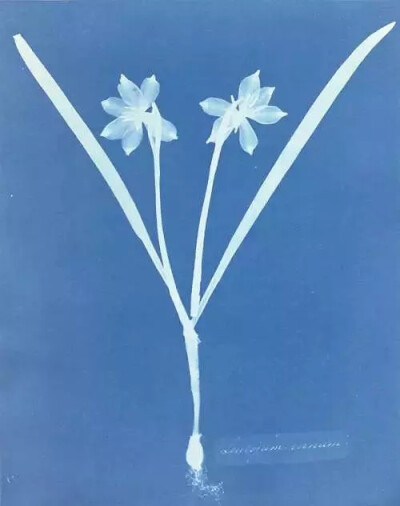 英国植物学家 Anna Atkins 植物标本摄影 