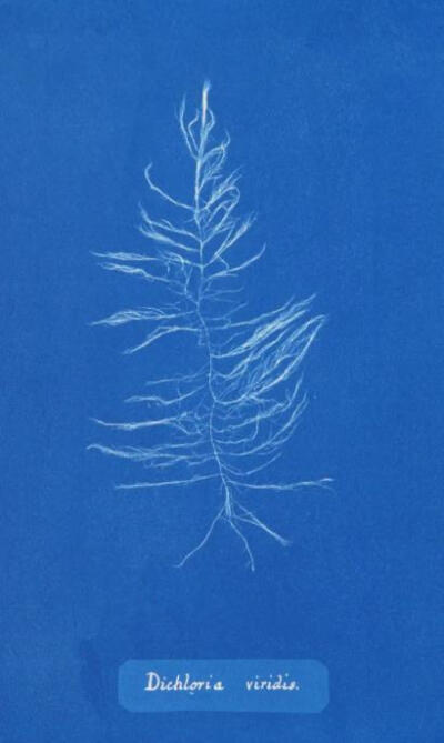 英国植物学家 Anna Atkins 植物标本摄影 