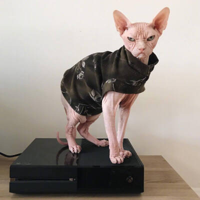 无毛猫Loki，浑身透露着大佬的气质，看起来很不好惹。ins：loki_the_sphynx ​