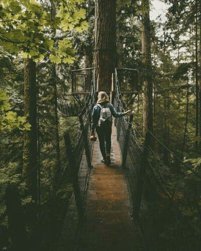 静谧之森，温哥华 Capilano Suspension Bridge Park 吊桥公园 。 ​