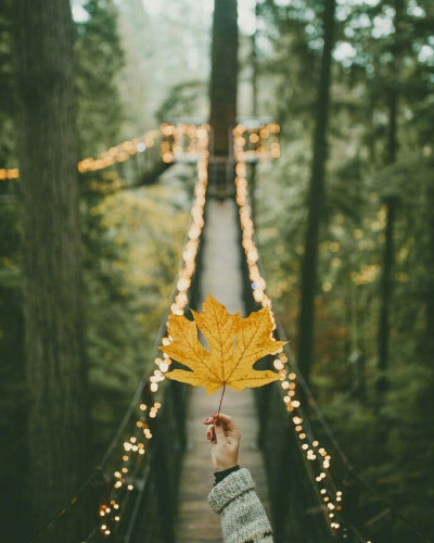 静谧之森，温哥华 Capilano Suspension Bridge Park 吊桥公园 。 ​