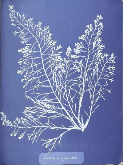 英国植物学家 Anna Atkins 植物标本摄影 ?