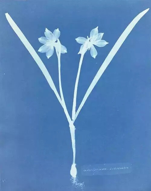 英国植物学家 Anna Atkins 植物标本摄影 ?