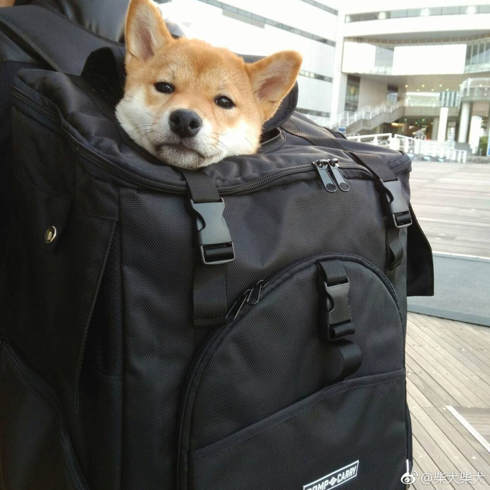背着狗子出门溜达去啦~ instagram:shibainu_saku1015 67