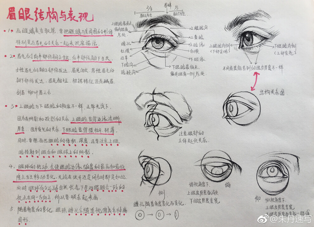 五官讲解和头部完整示范作者： 朱丹速写