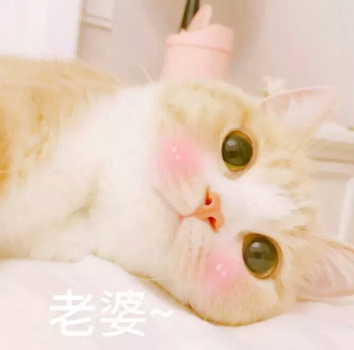 猫咪