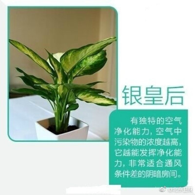 【9款吸毒植物】放在家里或寝室，既美观又净化空气！！！ ​