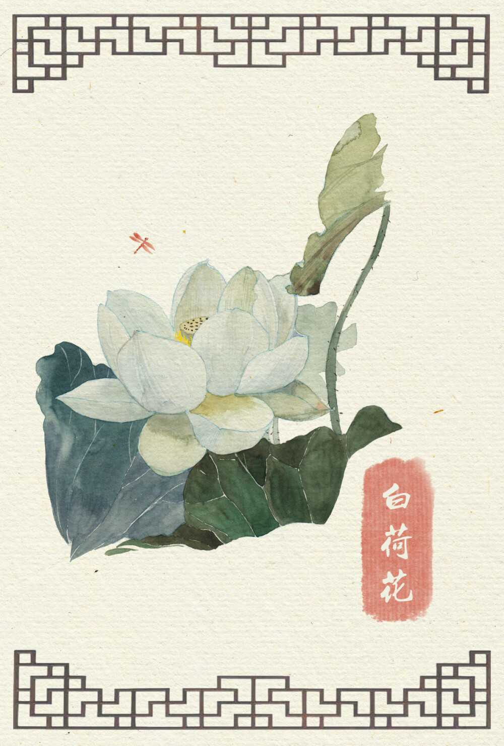 白莲，白荷花，玫瑰，百合，粉荷，蒲公英